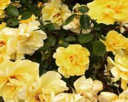 Flores is a lover of natural beauty and often posts pictures of beautiful flowers and other creatures on her Instagram Flores is a lover of natural beauty and often posts pictures of beautiful flowers and other creatures on her Instagram.